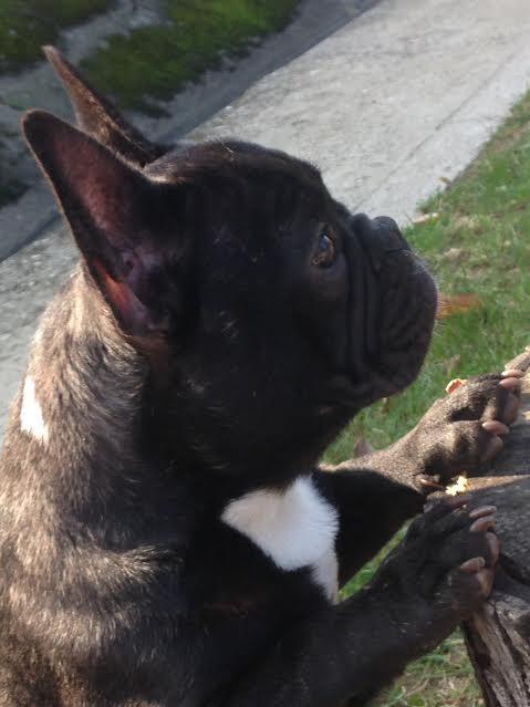 Francuski-buldog-