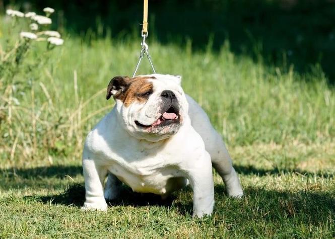 Engleski buldog, mladi psi