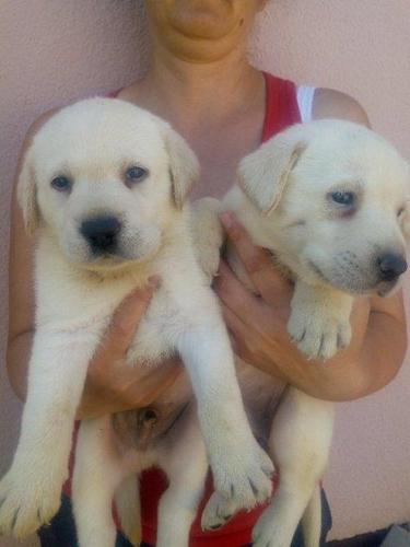 Štenci labradora 