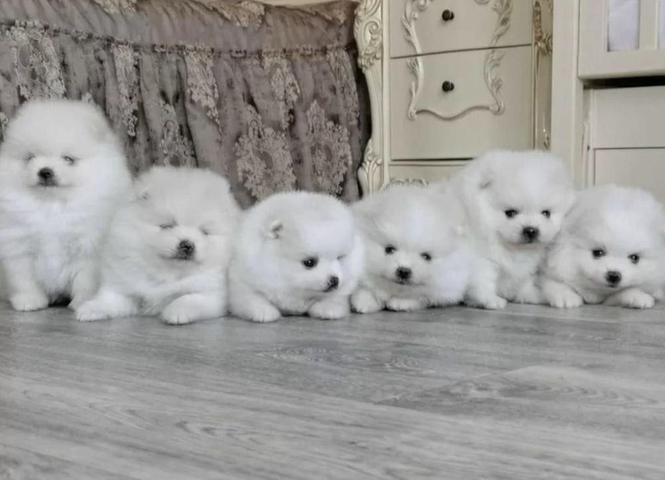 Pomeranac PRELEPI štenci