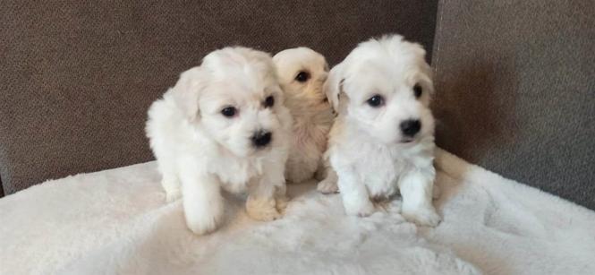 Coton De Tulear štenci