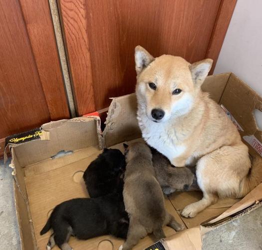 Shiba Inu stenci