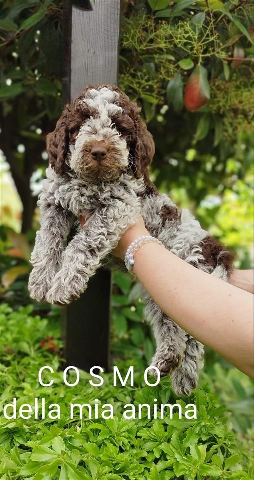Lagotto-Romagnolo-stenci