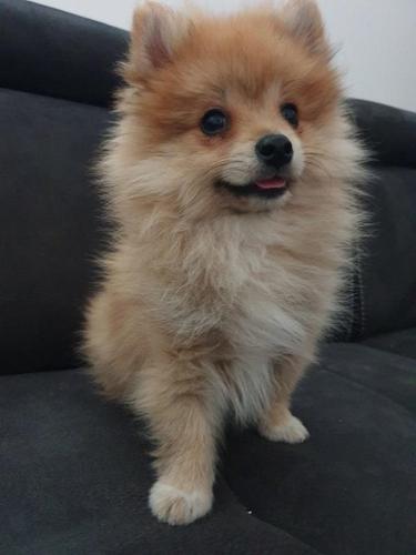 Pomeranac spic Stenci