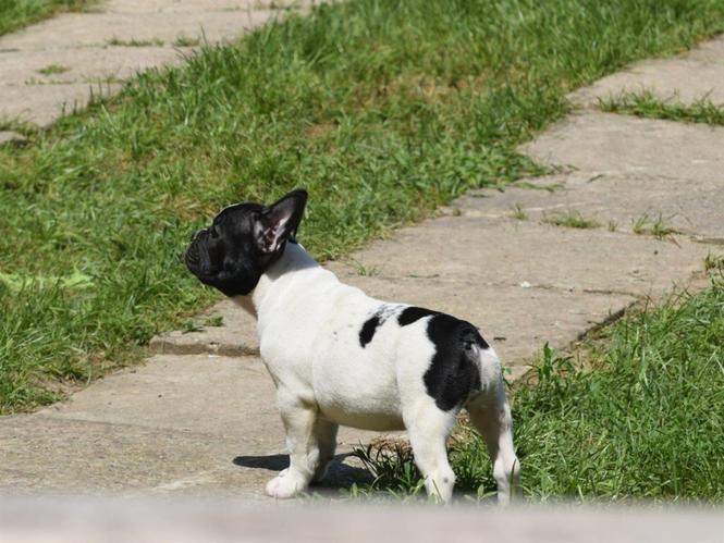 Francuski buldog štenci