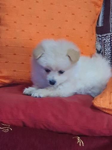 Pomeranac spic