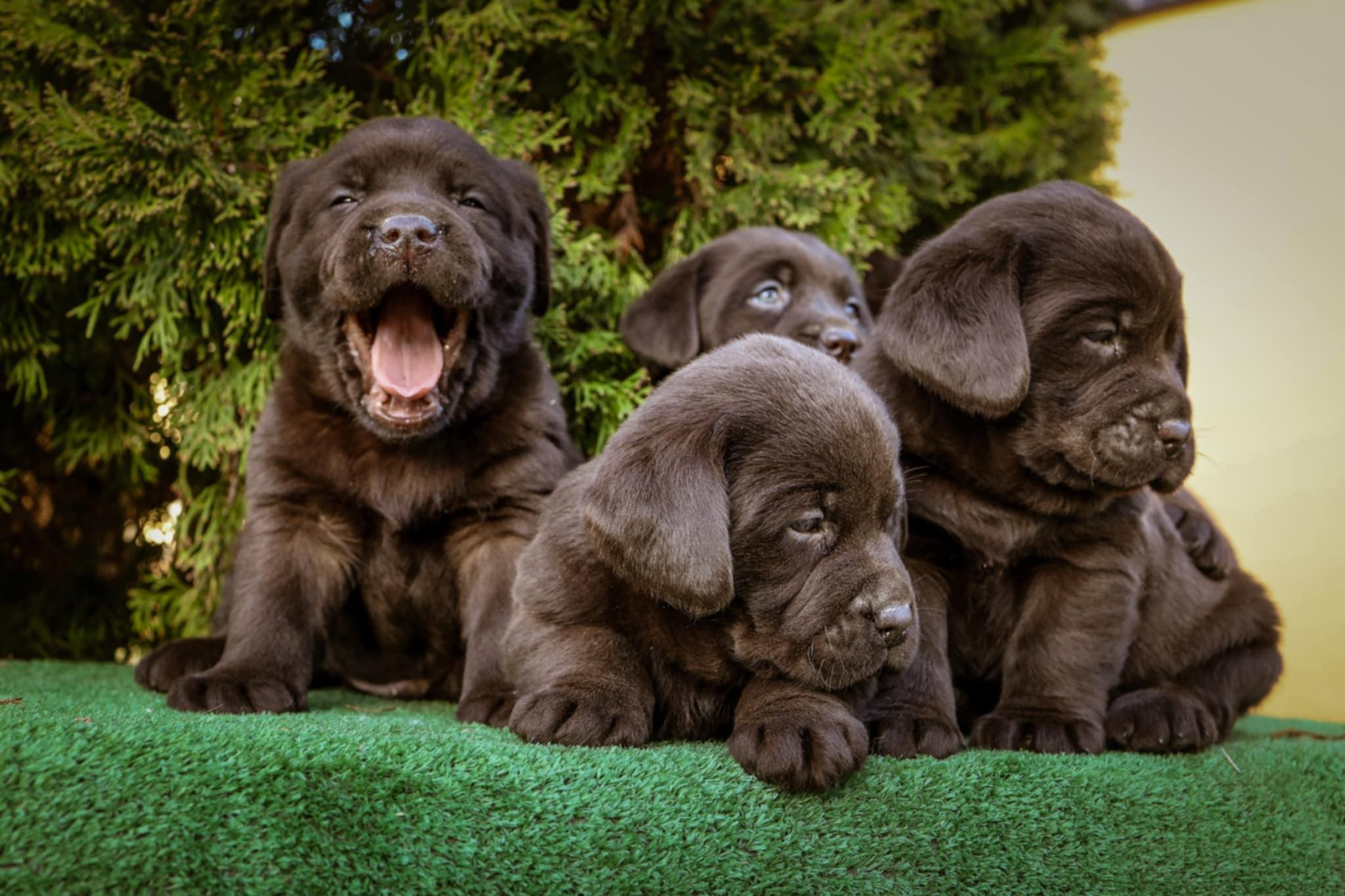 Labrador-retriver-braon-štenci