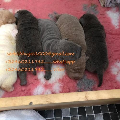 Shar Pei štenci za prodaju