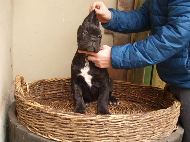 Kane Korso Cane Corso POVOLJNO