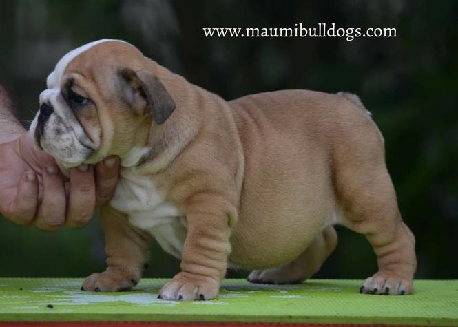 Engleski Buldog