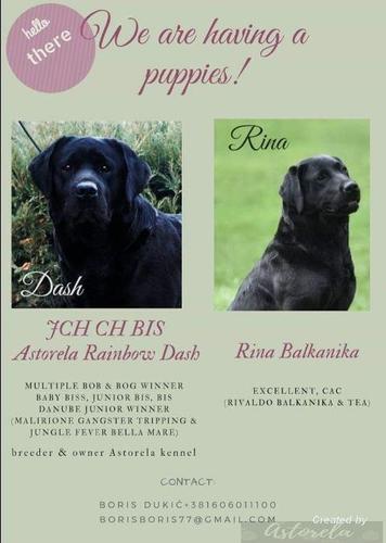 LABRADOR RETRIVER izlozbenog potencijala