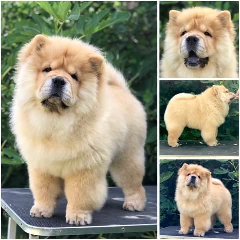 Chow Chow / Čau Čau štenci