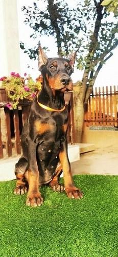 Doberman 