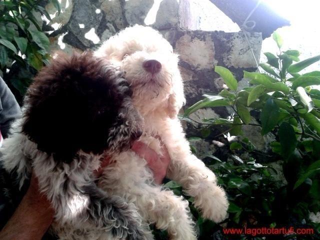 Lagotto Romagnolo štenci - tartufari
