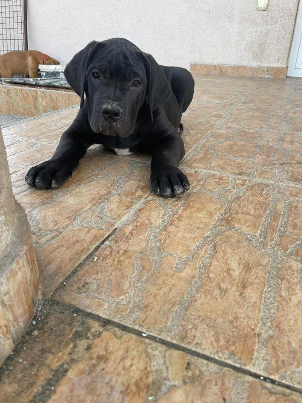 Boerboel-štenci