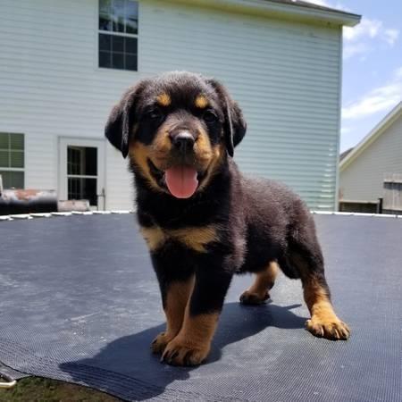 Rottweiler Puppies