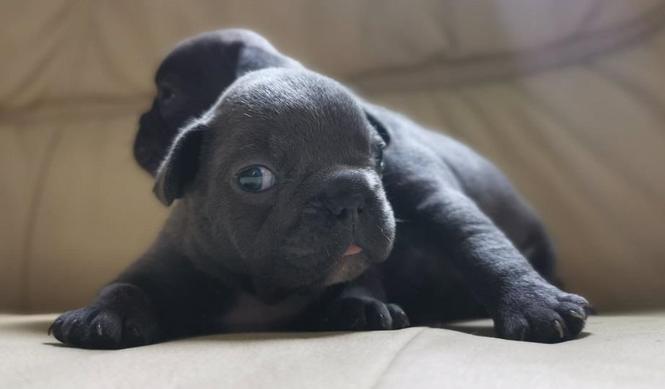 Plavi Francuski Buldog