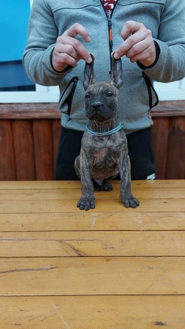 Presa-Canario-štenci