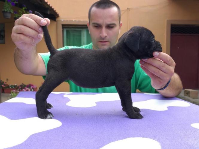 Cane corso stenci