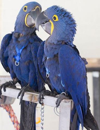 Macaw inkuizicionale e rëndë në dispozicion