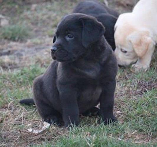Štenci labrador retrivera 