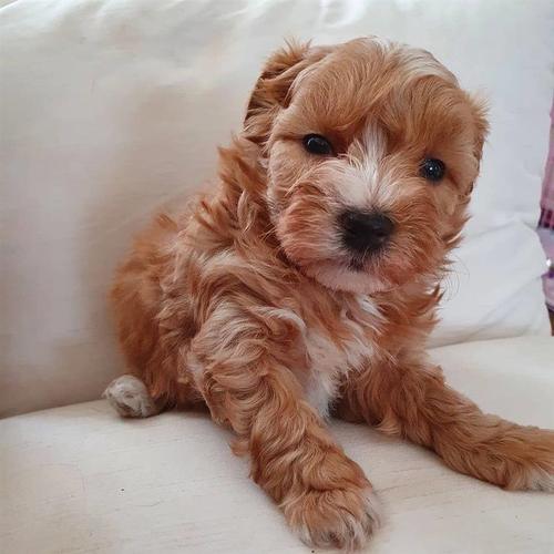 Divne Maltipoo bebe