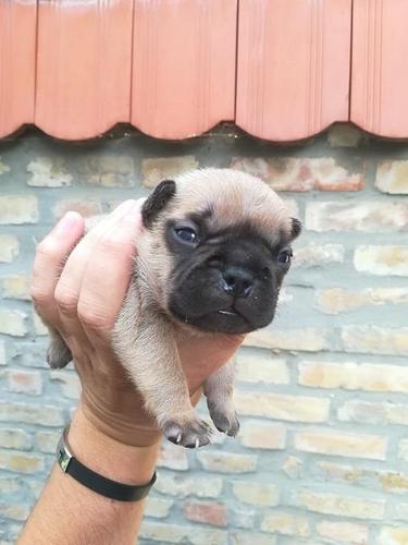 Francuski buldog, štenci