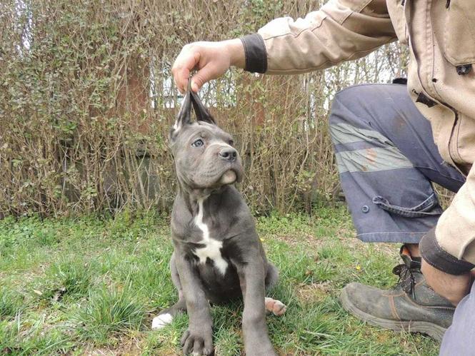Cane Corso stenci