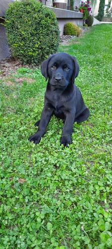 Labrador štenci