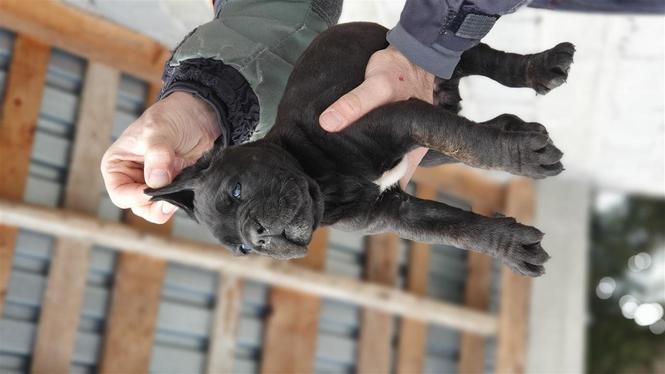 Stenci Cane Corso