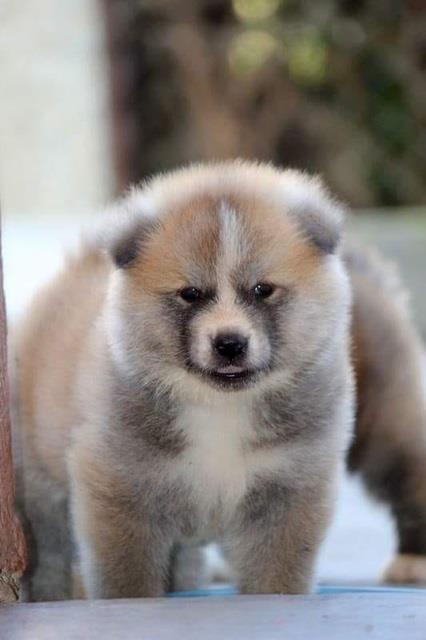 Japanska-Akita