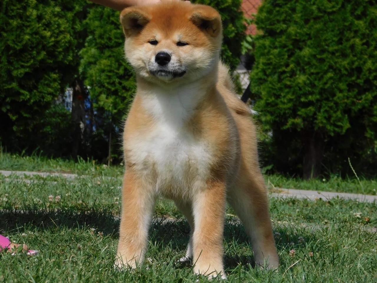 Japanska-akita-štenci