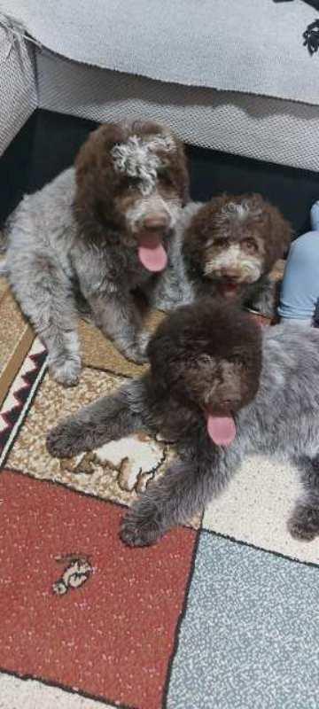 Lagotto-Romagnolo-štenci