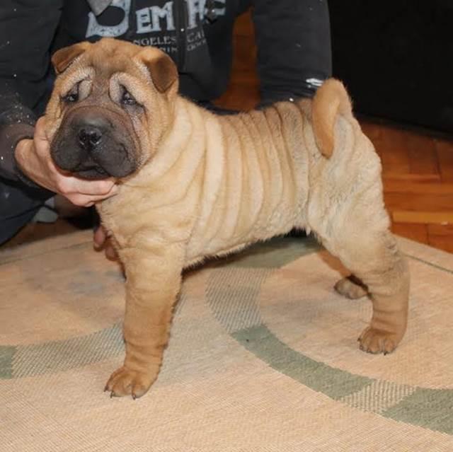 Shar-Pei-musko-stene-