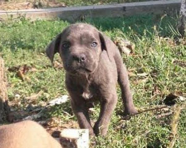 Cane Corso, štenci