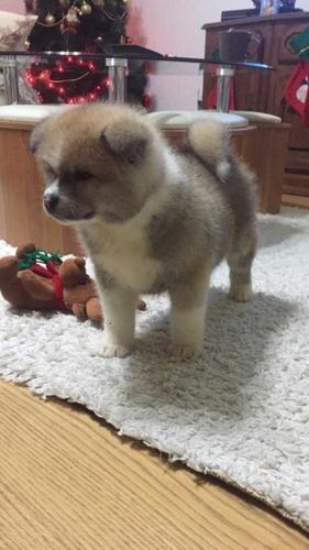 Akita inu stenci