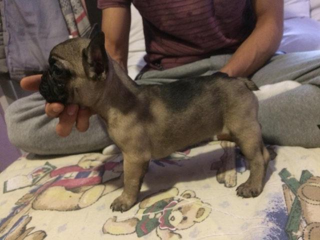 GRANCUSKI BULDOG stenci bez boje