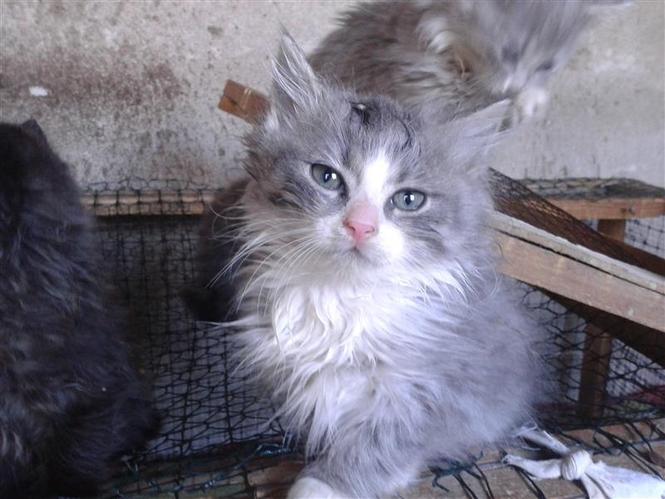 Maine coon macici