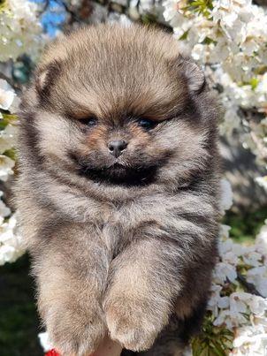 Pomeranac Boo štenci