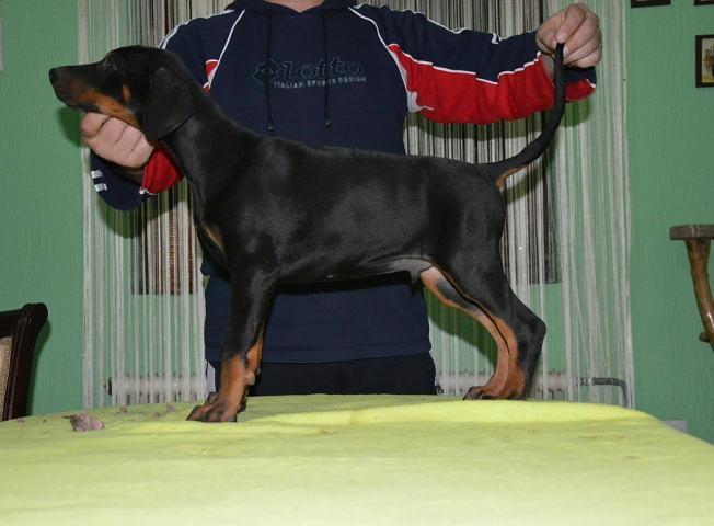 DOBERMAN-stenci---izlozbenog-potencijala