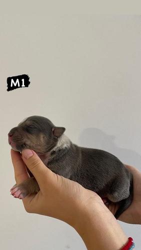 AMERICAN BULLY Xl