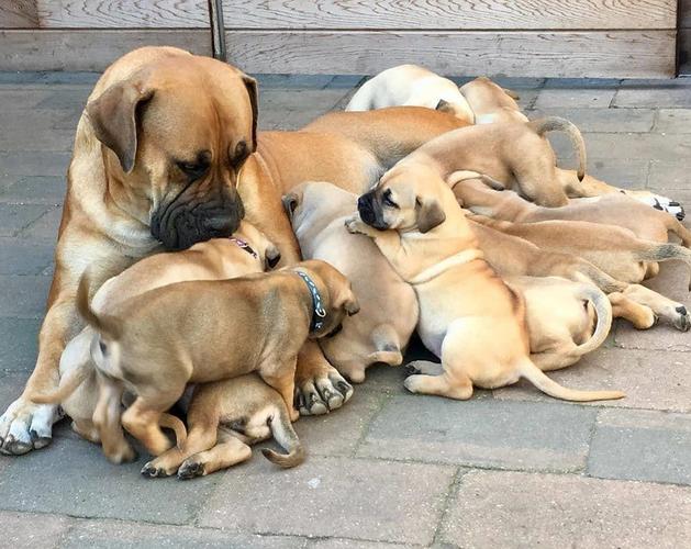 Predivni psići Boerboel,