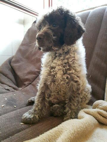 LAGOTTO ROMAGNOLO stenci na prodaju