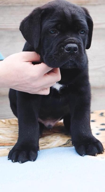 Cane-Corso-VRHUNSKI-štenci