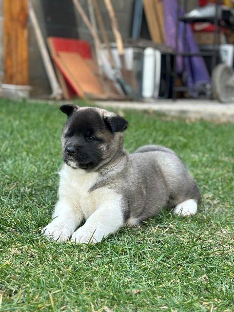 Američka-Akita-štenci