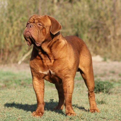 BORDOSKA-DOGA---rezervacija-stenadi