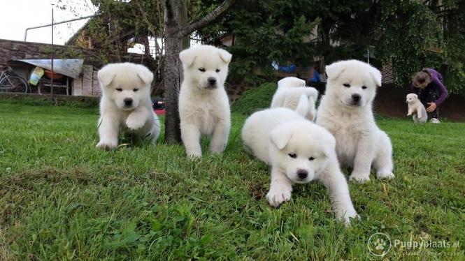 akita inu