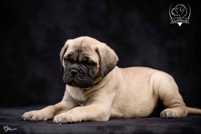 Na prodaju stenad bullmastiff-a