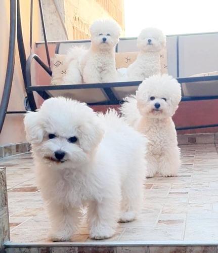 Bishon Frise