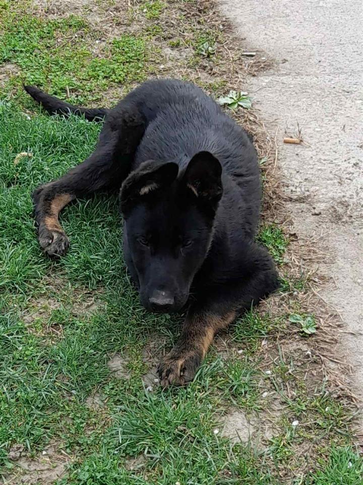 Nemački-ovčar